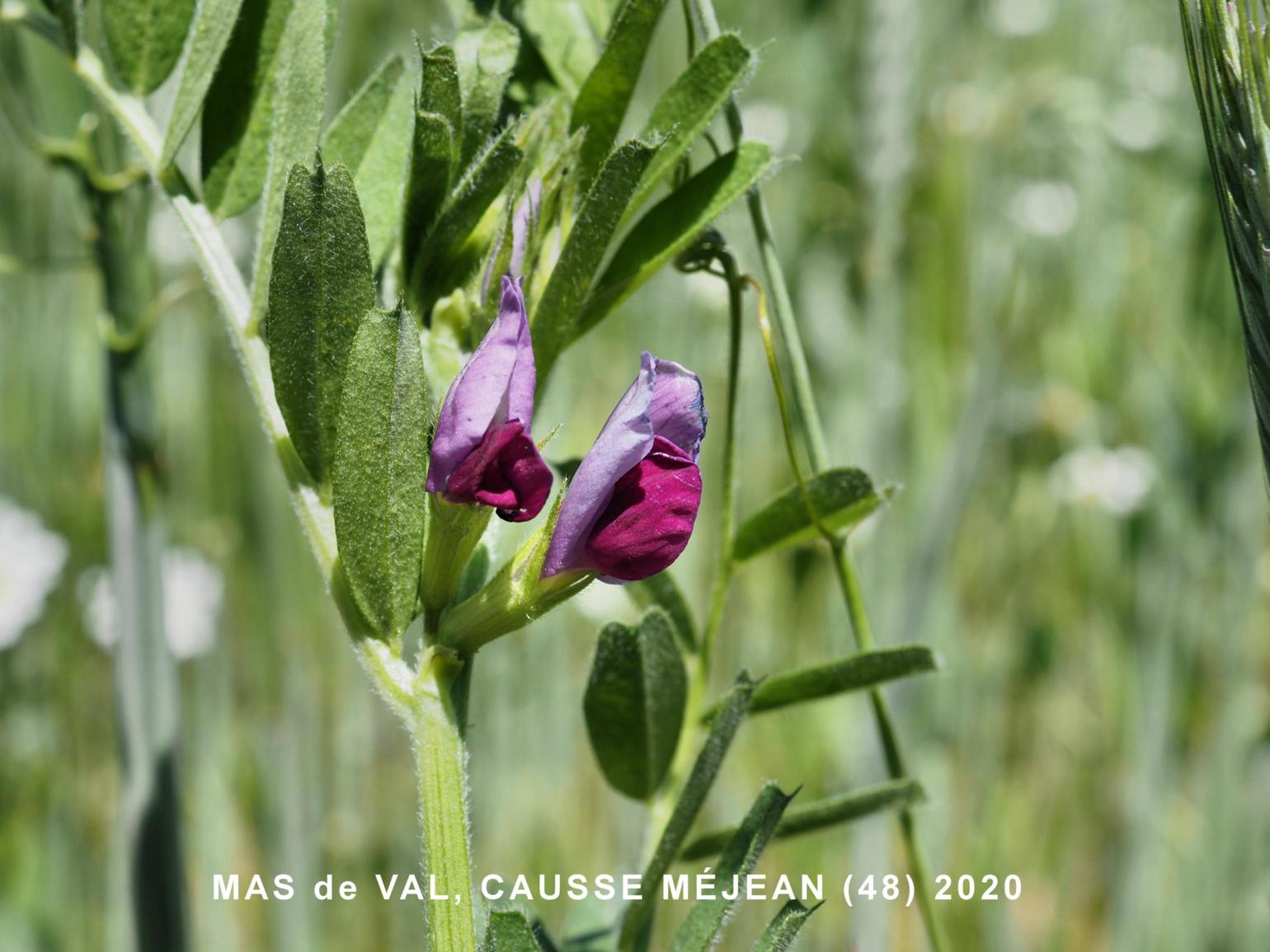 Vetch, Common